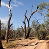 SmugMug > keywords > springs > Near Alice Springs, Australia.