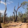 SmugMug > keywords > springs > Near Alice Springs, Australia.